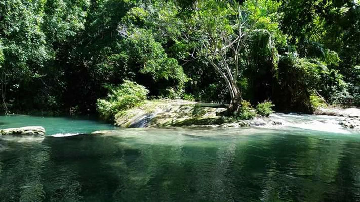 Jungle de Tanimbar, son habitat