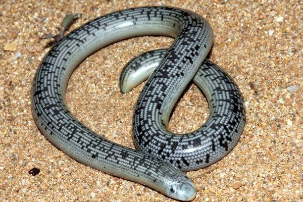 Afrotyphlops schlegelii