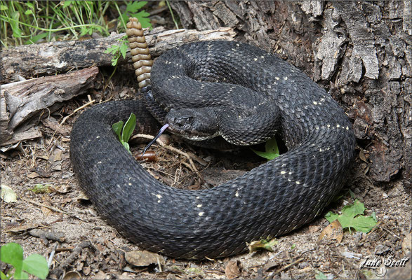 Crotalus cerberus.