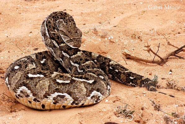 Vipère heurtante (Bitis arietans).