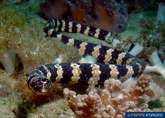 Emydocephalus annulatus