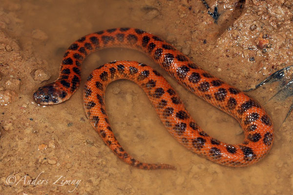 Fordonia leucobalia