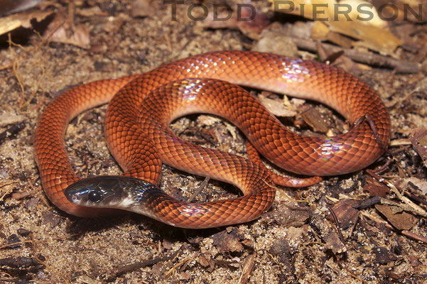 Une mussurana (Clelia clelia) juvénile.