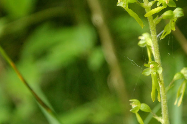Listère Ovale (Listera ovata)