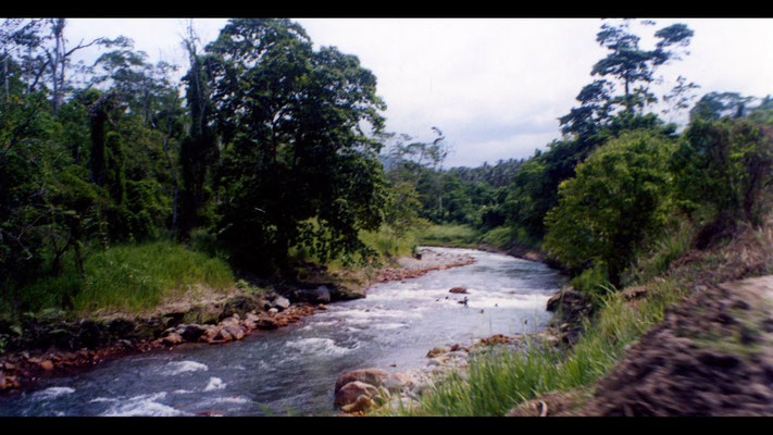 Île Bougainville, son habitat.