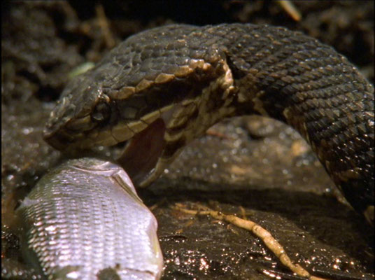 Mocassin d'eau (Agkistrodon piscivorus)