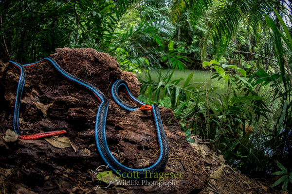 Calliophis bivirgatus