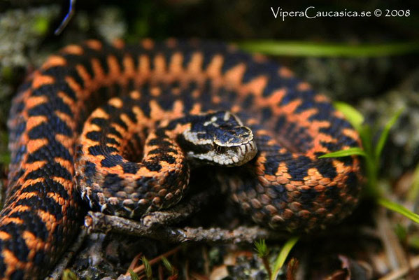 Les 10 Serpents Les Plus Beaux Au Monde Site De Naturamagnifica Van wikipedia, de gratis encyclopedie. les 10 serpents les plus beaux au monde