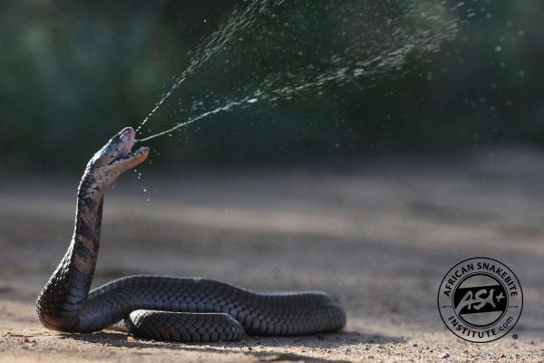 Cobra cracheur du Mozambique.