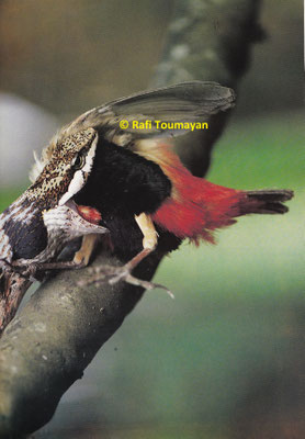 Thelotornis capensis