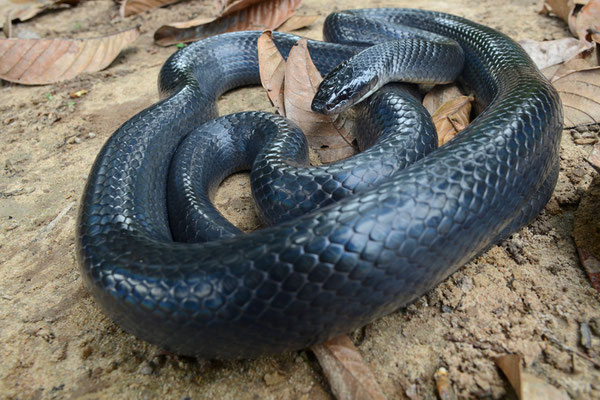 Exactement le même serpent, mais à l'âge adulte.