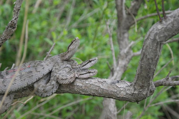 Crotale de Shedao (Gloydius shedaoensis).