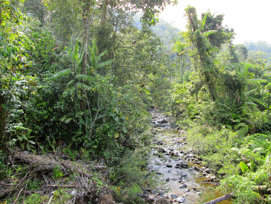 Jungle d'Halmahera, son habitat