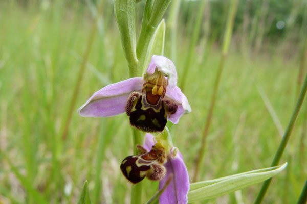 Ophrys Abeille (Ophrys apifera)