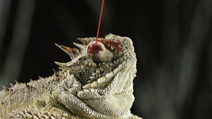 Un Phrynosoma, lézard éjectant du sang par les yeux.