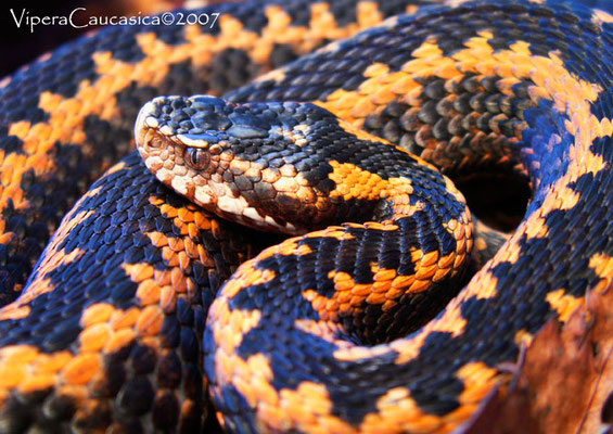 Les 10 Serpents Les Plus Beaux Au Monde Site De Naturamagnifica Alors découvre vite la signification complète de ce rêve symbolique et important, grâce à notre guide détaillé. les 10 serpents les plus beaux au monde