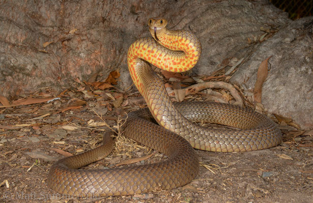 Serpent brun de l'est (Pseudonaja textilis).