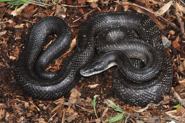 Serpent ratier du Texas (Pantherophis obsoletus).