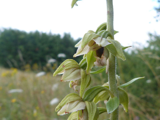 Épipactis à Larges Feuilles (Epipactis helleborine helleborine)