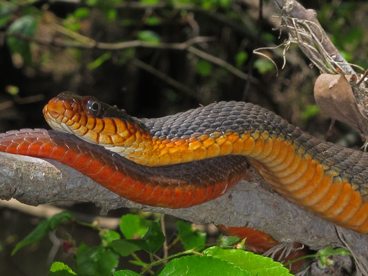 Nerodia erythrogaster, une couleuvre aquatique qui fait suinter du sang de sa gueule si attrapée.