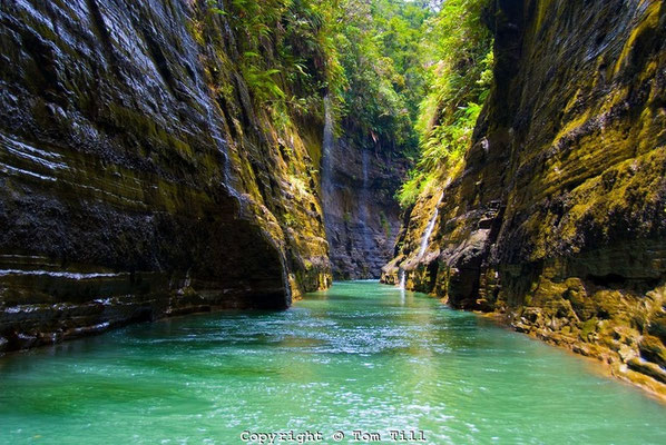 Viti Levu, son habitat.