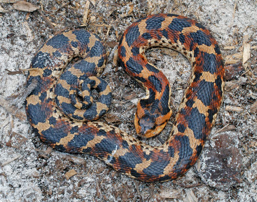 Heterodon platirhinos