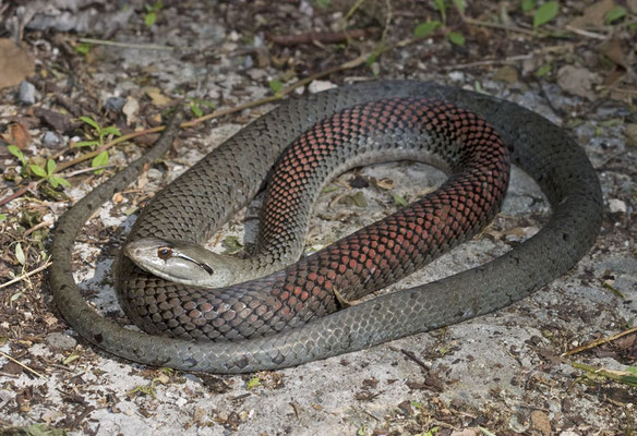 Cubophis cantherigerus