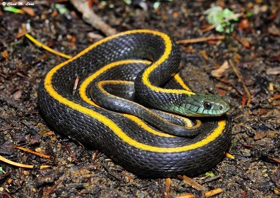 Thamnophis atratus, serpent jarretière qui leurre les poissons avec sa langue.