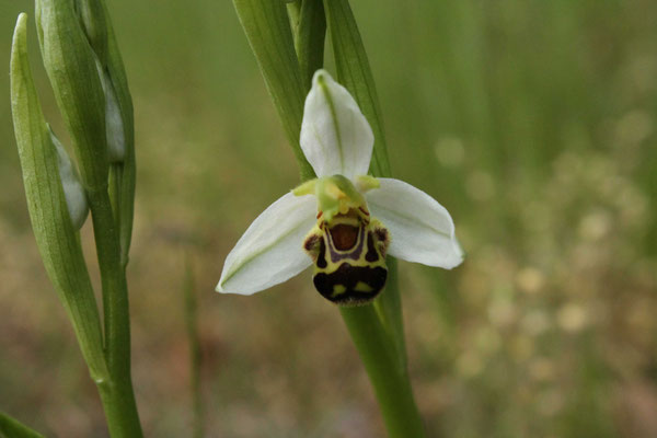 Ophrys Abeille (Ophrys apifera)