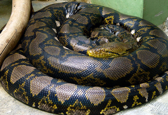 Colossal python réticulé en captivité.