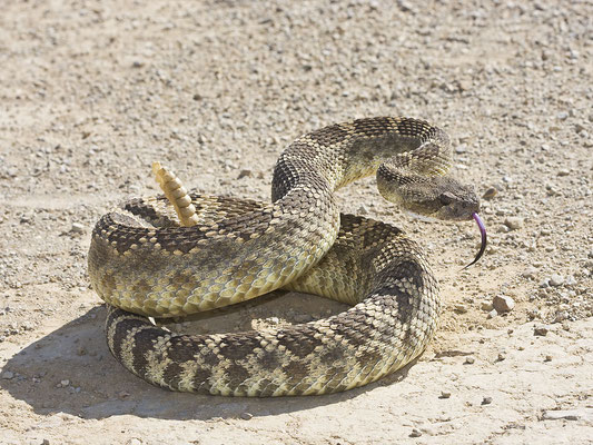 Crotalus oreganus.