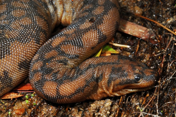 Acrochorde d'Arafura (Acrochordus arafurae).
