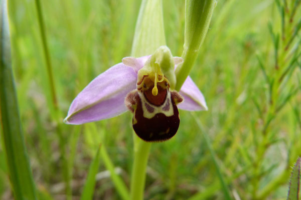 Ophrys Abeille (Ophrys apifera)