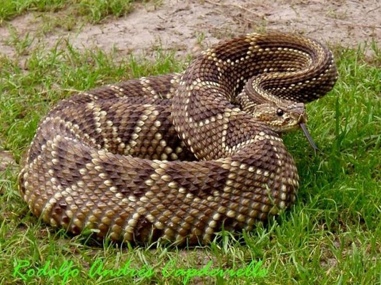Serpent-à-sonnette sud-américain (Crotalus durissus).