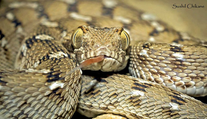 Echis carinatus sochureki, une vipère capable de stridulation. Notez la position oblique des écailles sur les flancs.