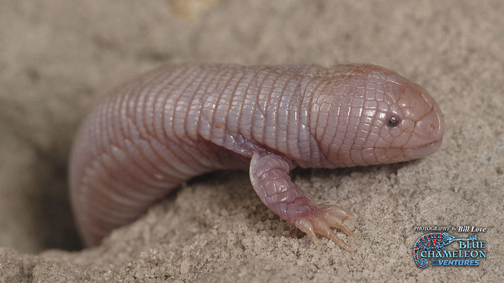 Bipes biporus, un amphisbène