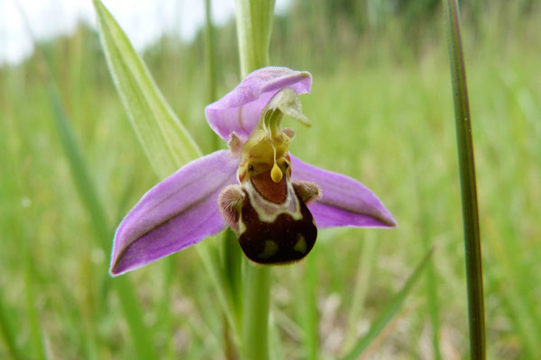 Ophrys Abeille (Ophrys apifera)