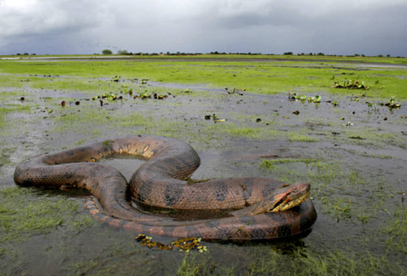 Gros anaconda vert dans son milieu naturel.