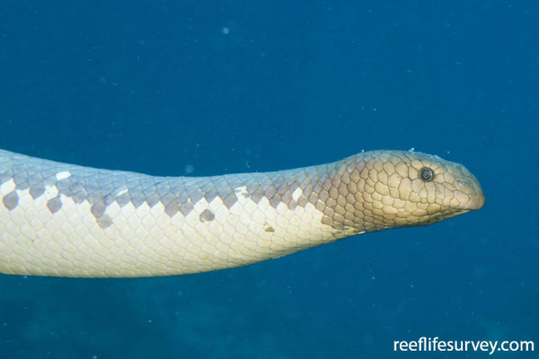 Le magnifique Aipysure lisse, un serpent avec des photorécepteurs sur la queue.