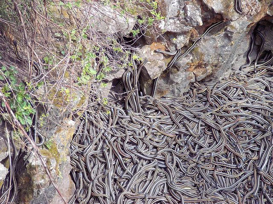 L'impressionnante sortie d'hibernation des serpents-jarretières. Rassurez-vous, ils sont inoffensifs, si vous tombiez là-dedans, vous sentiriez juste très mauvais.