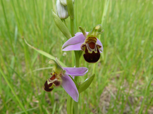Ophrys Abeille (Ophrys apifera)