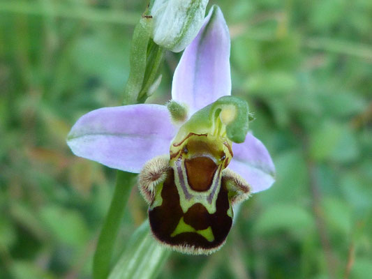 Ophrys Abeille (Ophrys apifera)
