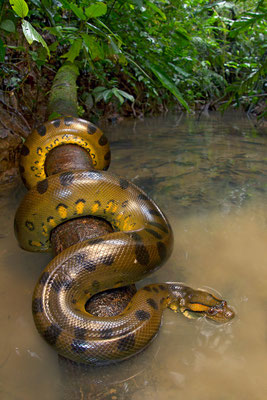 Anaconda vert (Eunectes murinus).