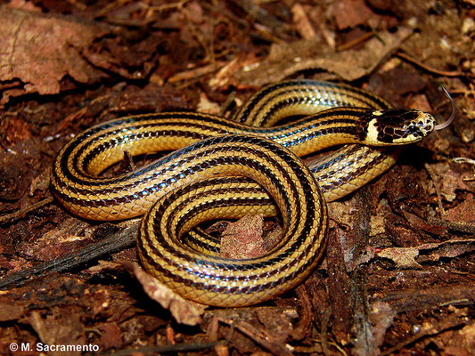 Elapomorphus quinquelineatus