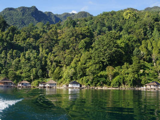 Jungle de Seram, son habitat