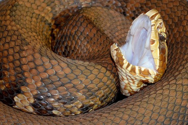 Mocassin d'eau (Agkistrodon pisccivorus)