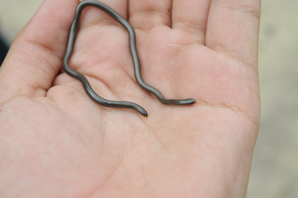 Un minuscule Leptotyphlops.