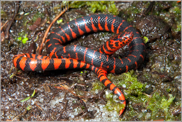 Serpent de vase américain, une splendide espèce qui pond parfois ses œufs dans les nids des alligators.