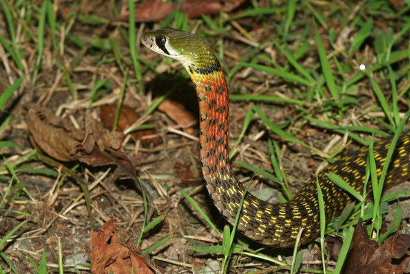 Rhabdophis subminiatus.