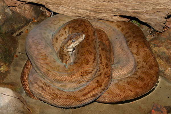 L'extrêmement rare python d'Oenpelli.